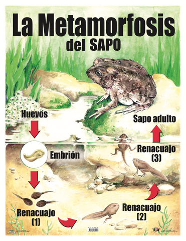 AC-C822 Metamorfosis del sapo